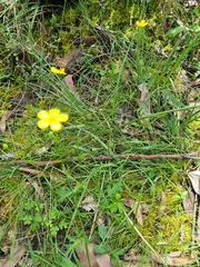Ranunculus lappaceus