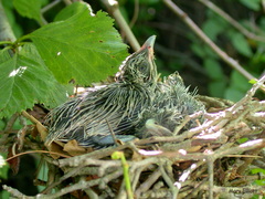 Coccyzus erythropthalmus