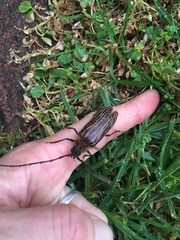 Prionoplus reticularis