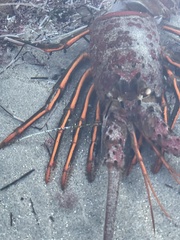 Panulirus interruptus