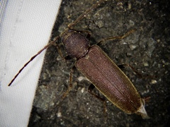 Arhopalus tobirensis