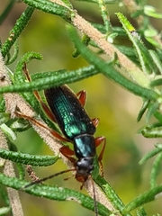 Lepturidea punctulaticollis