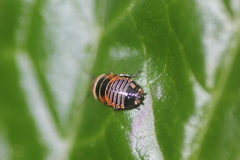 Ellipsidion australe