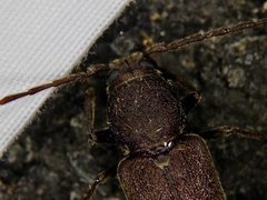 Arhopalus tobirensis