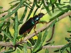 Lepturidea punctulaticollis