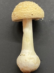 Validae