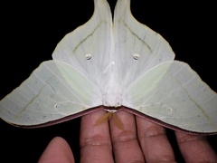 Actias aliena aliena