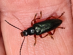 Lepturidea punctulaticollis