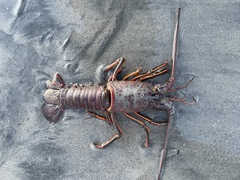 Panulirus interruptus