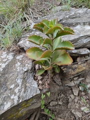 Kalanchoe sexangularis