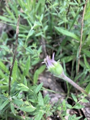 Brachyscome ciliaris