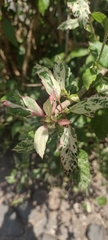 Angiospermae