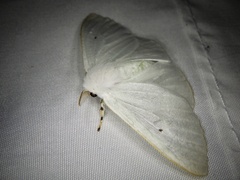 Arctornis kumatai