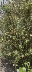 Angiospermae