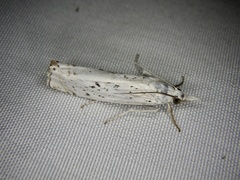 Chrysoteuchia distinctellus