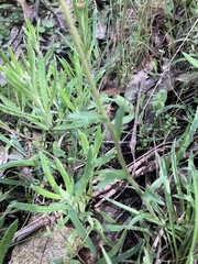 Brachyscome ciliaris