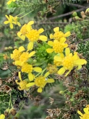 Euryops virgineus
