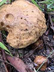 Phlebopus marginatus