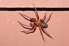 Callobius severus