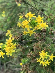 Euryops virgineus