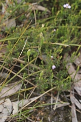 Thelymitra flexuosa
