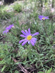 Brachyscome ciliaris