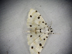 Pycnarmon lactiferalis