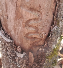 Agrilus