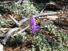 Penstemon scapoides
