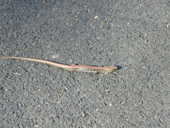 Elgaria multicarinata multicarinata