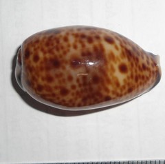 Lyncina lynx