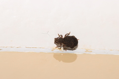 Nemocestes incomptus
