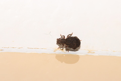 Nemocestes incomptus