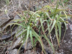 Aloe spicata