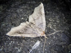 Pangrapta obscurata