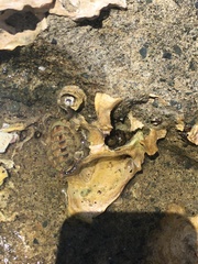 Sypharochiton pelliserpentis