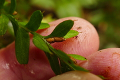 Tmesipteris tannensis