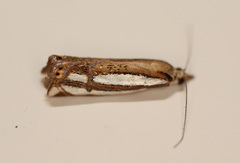 Hednota bifractellus