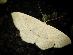 Scopula ignobilis