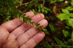 Tmesipteris tannensis