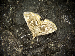 Paracymoriza prodigalis