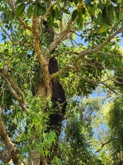 Ficus macrophylla