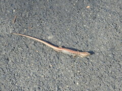 Elgaria multicarinata multicarinata