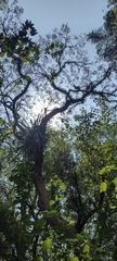 Jacaranda mimosifolia