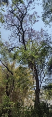 Jacaranda mimosifolia