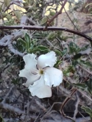 Pachypodium saundersii