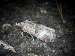 Nephopterix intercisella