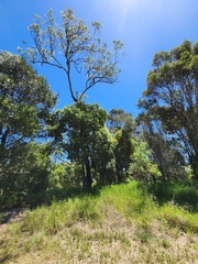 Ficus macrophylla