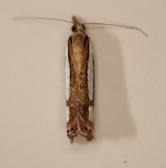 Hednota bifractellus