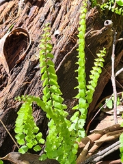 Lindsaea linearis